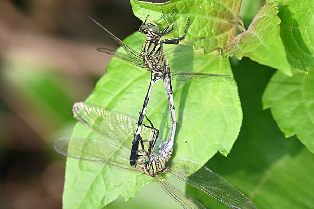 istock Orthetrum sabina Dragonflies are mating. 2229394739