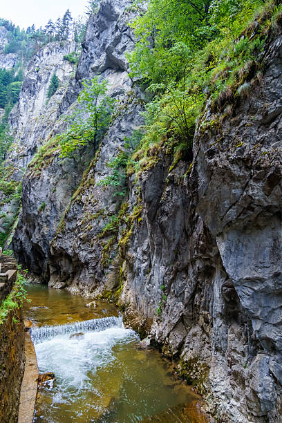 istock mountain river in the Carpathian mountains covered with forest, beautiful nature, water flows in a stream over stones 2229394926