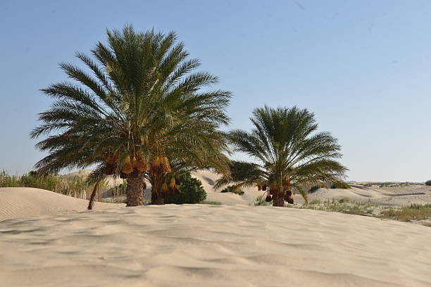istock Date Palm Trees in Desert Landscape 2229395190