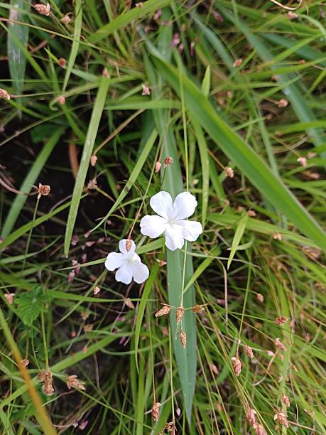 istock wild flower in the forest. white color flower. 2229396428