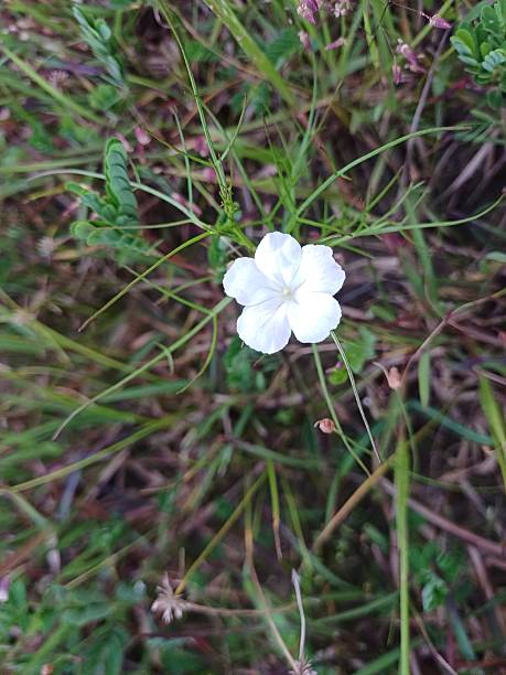 istock wild flower in the forest. white color flower. 2229396449