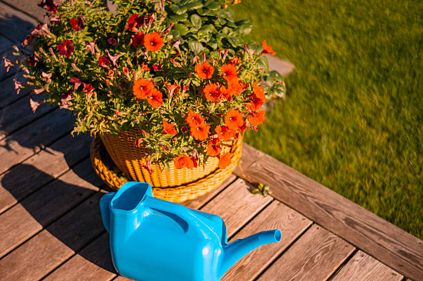istock water can and potted plant 2229396463