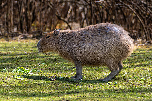 istock Capybara, Hydrochoerus hydrochaeris grazing on fresh green grass 2229398147