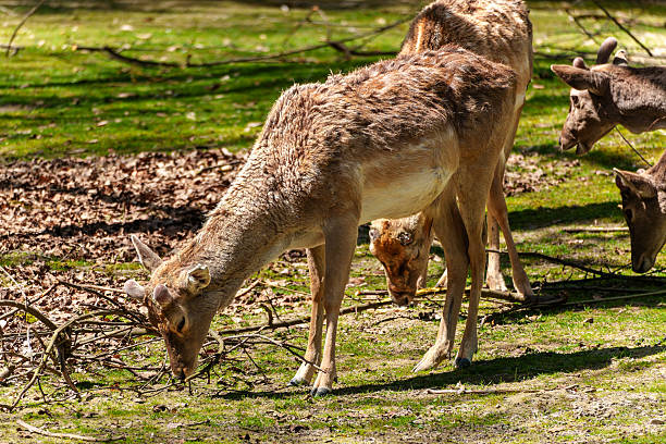 A deer is grazing on the vibrant green grass in a peaceful park setting.