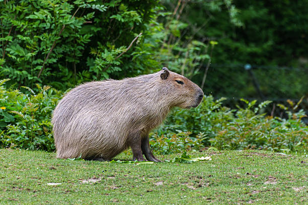 istock Capybara, Hydrochoerus hydrochaeris grazing on fresh green grass 2229398224