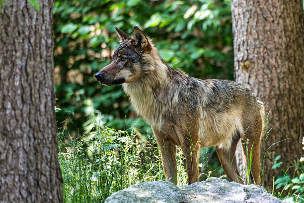 istock European Grey Wolf, Canis lupus in a german park 2229398365