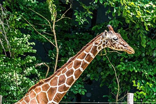 The giraffe, Giraffa camelopardalis is an African even-toed ungulate mammal, the tallest of all extant land-living animal species, and the largest ruminant.