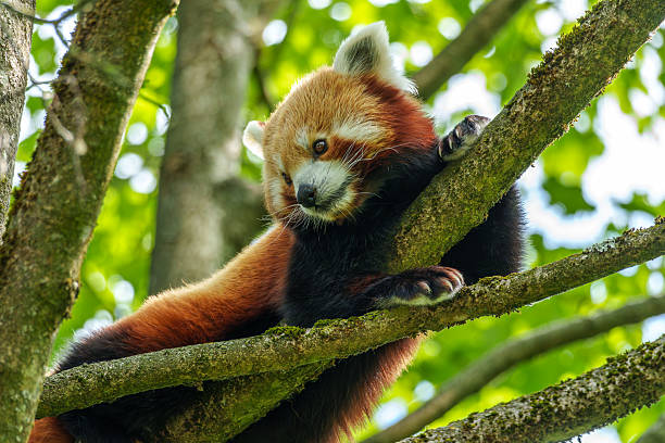 istock The red panda, Ailurus fulgens, also called the lesser panda. 2229398484