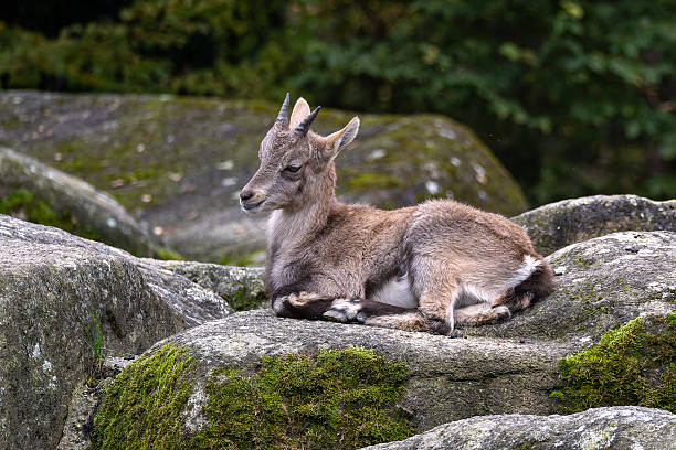Young baby mountain ibex on a rock - capra ibex in a german park
