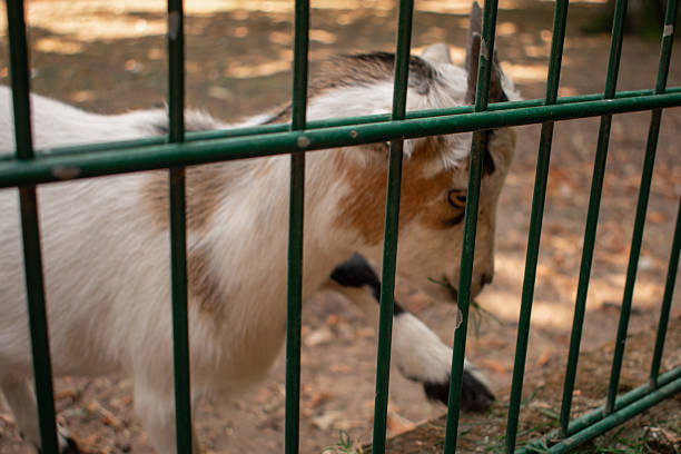A goat stands behind a metal fence, its face framed by vertical bars. The goat has a white coat with brown markings, prominent ears, and dark expressive eyes. Trees and rocks are in the background, suggesting a natural setting. The fence creates a contrast between the confined animal and the open environment beyond.