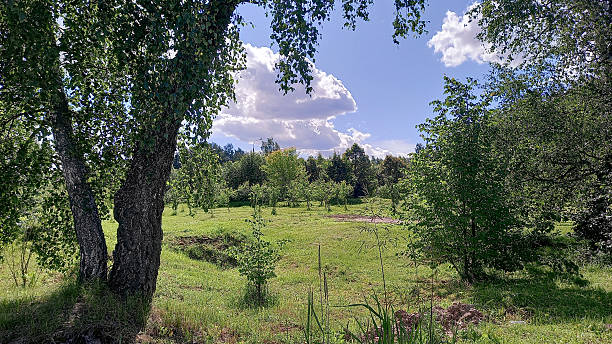 istock Sunny summer landscape framed by trees. White clouds float smoothly across blue sky, enhancing calm and serene atmosphere of natural beauty 2229400524