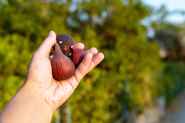 Close-up of a hand holding ripe purple figs outdoors in natural light.
