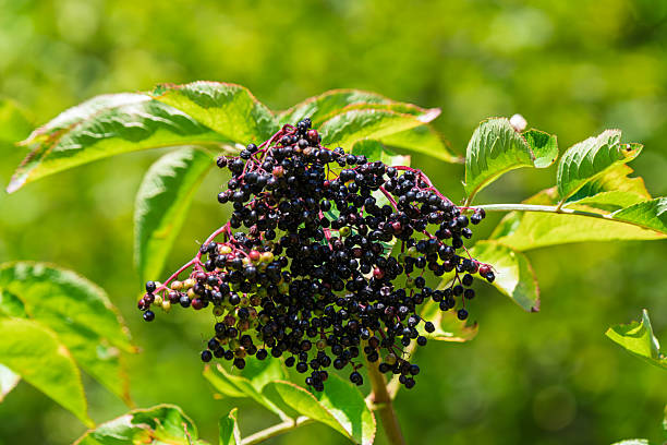 Close-up of ripe black elderberries (Sambucus nigra) on a branch with fresh green leaves in bright summer sunlight. Medicinal plant and wild fruit known for its vibrant color and health benefits.