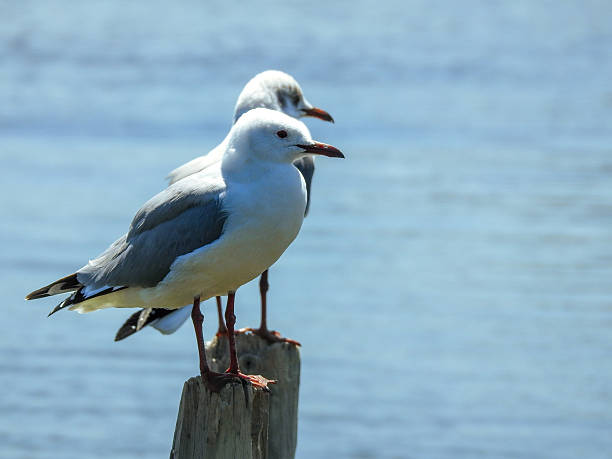 istock Hartlaub's Gull and Immature Grey-headed Gull 2229402153