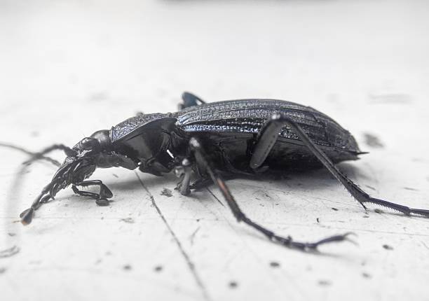 istock Close view of a large black beetle with long limbs and a long nose lying on a white surface. Carabus granulatus, Carabinae 2229402213