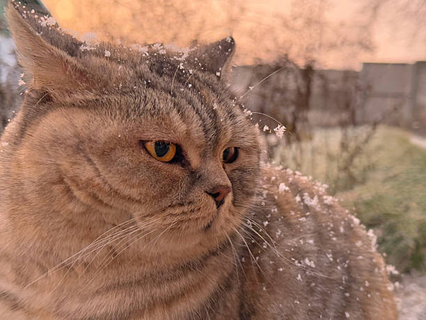 Cute cat with snow on head in winter morning.