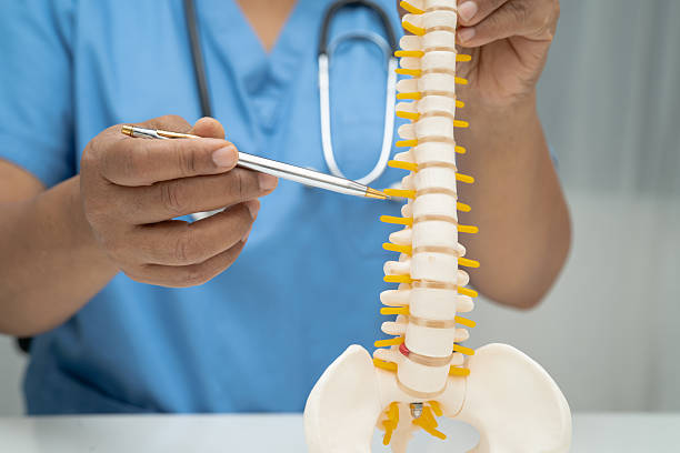 istock Asian doctor holding spinal nerve and bone model, Lumbar spine displaced herniated disc fragment for treatment medical in the orthopedic department. 2229405256