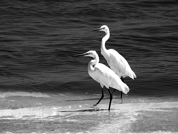 Little Egrets (Egretta garzetta) wandering along the beach of Woodbridge Island in Cape Town, South Africa