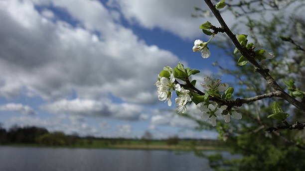 istock Spring Blossom on Tree Branch with Lake and Cloudy Sky Background 2229406216