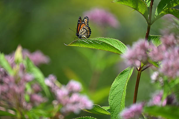 Beautiful monarch butterfly, danaus plexippus, with wings spread wide on a red flower with green bokeh leaves  background