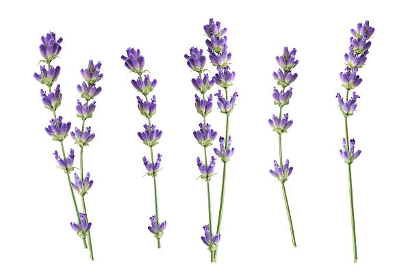 Lavender flowers isolated on white background