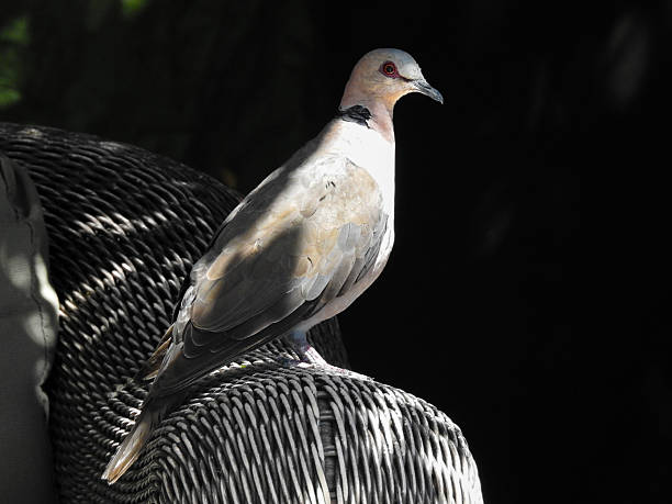 Red-eyed Dove (Streptopelia semitorquata) at Zanvlei Estuary Nature Reserve-Park Island near Cape Town, South Africa