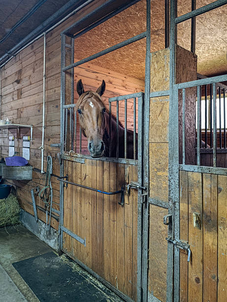 istock a light bay horse stands in a stall, in a stable 2229407759