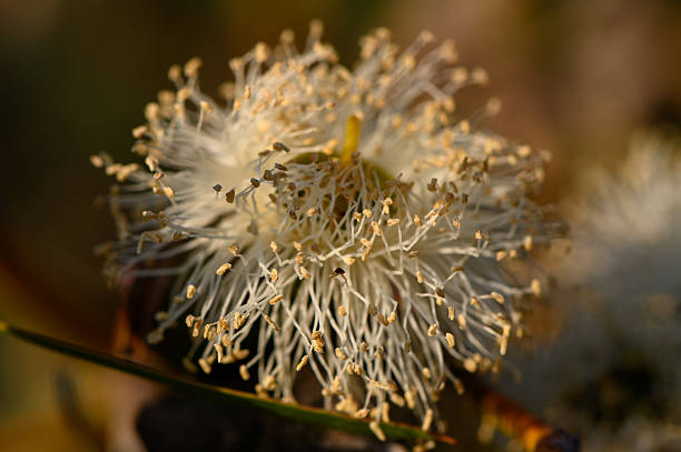 istock Eucalyptus Flower in Summer Sunset Light 2229408442