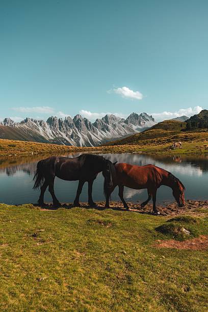 istock Horses grazing by a mountain lake. 2229409303