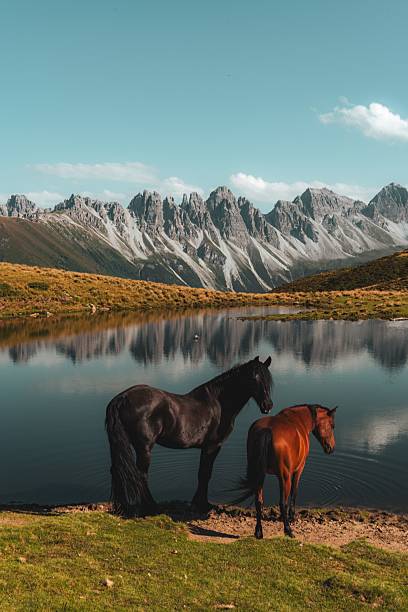 istock Horses by a serene mountain lake. 2229409315