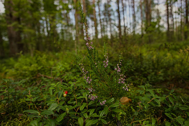 istock Wild heather blooming in a summer forest 2229411309