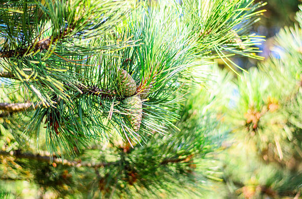 Closeup of pine branches with long green needles and two small cones on blurred forest background
