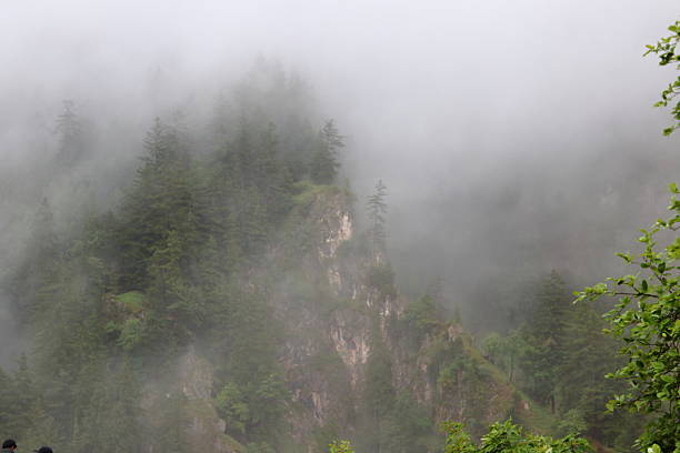 Foggy forested mountain with dense evergreen trees partially obscured by mist