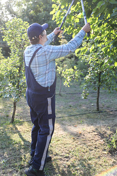 istock Senior Man Using Pruning Shears to Trim Tree Branches in the Garden 2229413949