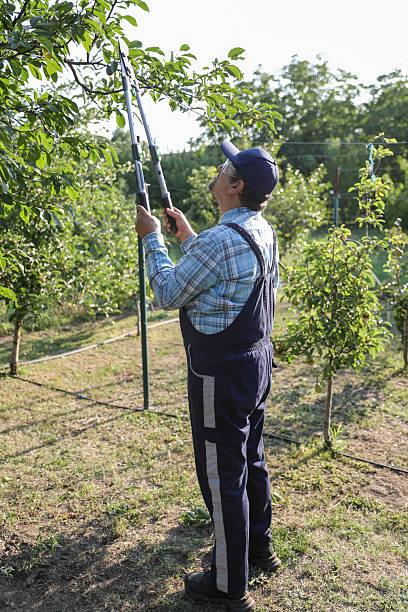 istock Older Man Pruning Tree Branches in Yard with Cap, Safety Glasses, and Shears 2229414094