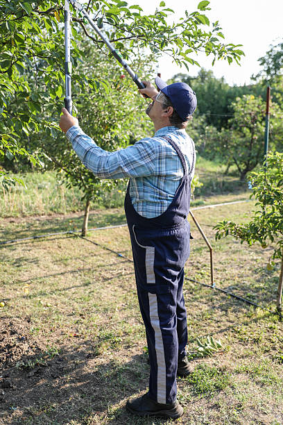 istock Senior Worker in Cap and Protective Gear Trimming Tree Branches with Large Shears 2229414167