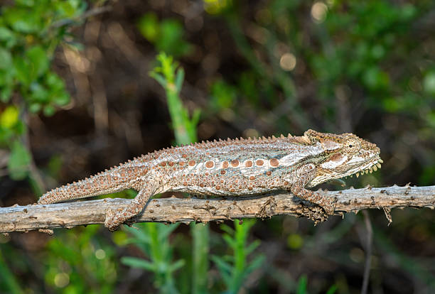 istock Robertson Dwarf Chameleon (Bradypodion gutturale), also known as a Little Karoo dwarf chameleon in the fynbos 2229415113