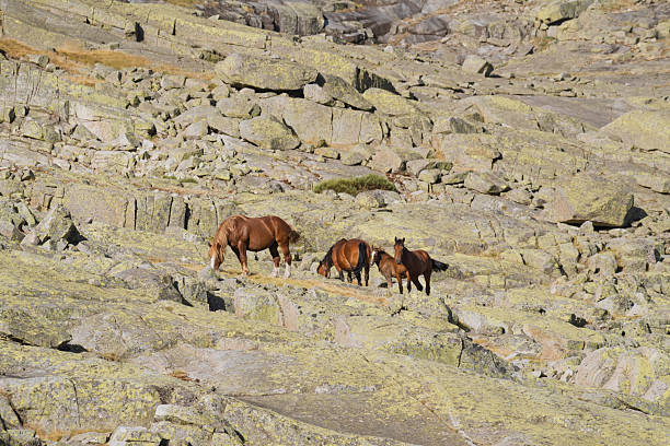 Horses grazing in a forest clearing