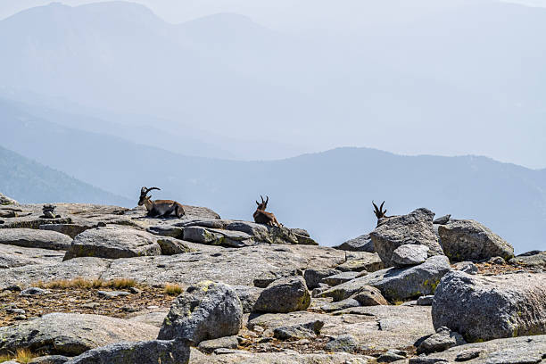 Ibex resting among rocks in the mountains, Capra pyrenaica. Gredos Mountains.