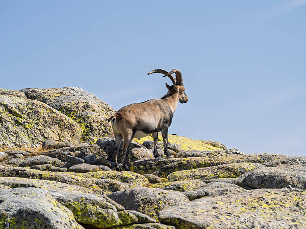 Large male Ibex among rocks in the mountains, Capra pyrenaica. Gredos Mountains.