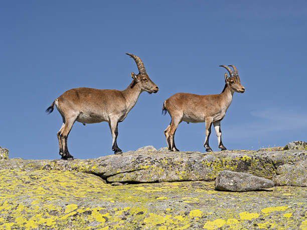 Ibex resting among rocks in the mountains, Capra pyrenaica. Gredos Mountains.