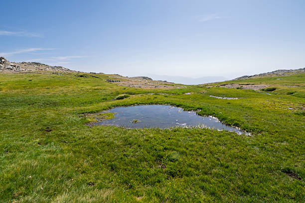 Small puddle of water in a green meadow