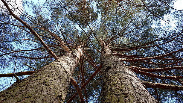 istock A beautiful and unusual view of tree trunks and branches against the sky. 2229417663