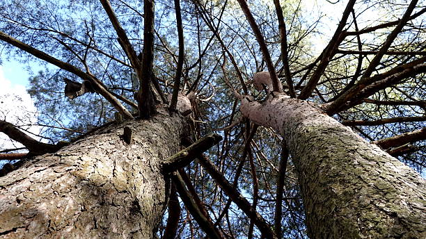 istock A beautiful and unusual view of tree trunks and branches against the sky. 2229417715