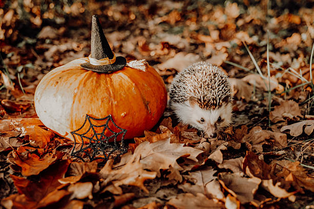 istock Hedgehog with Pumpkin and Halloween Decoration 2229417971