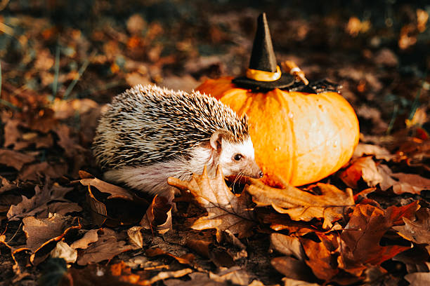 istock Hedgehog with Pumpkin and Autumn Leaves 2229417972