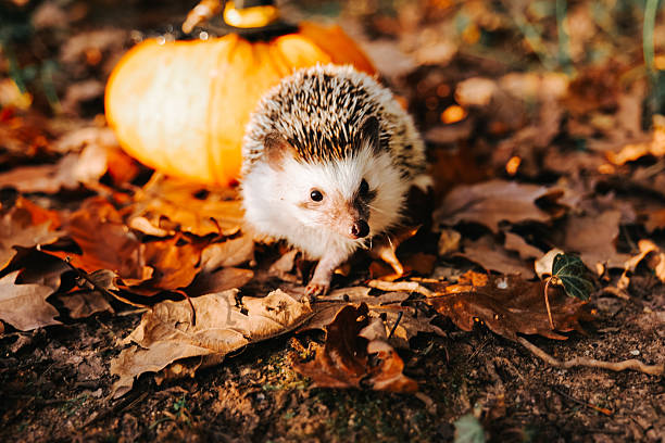 Hedgehog in a witch hat with Halloween decorations on Leaves.Hedgehog with Halloween Decorations Outdoors.