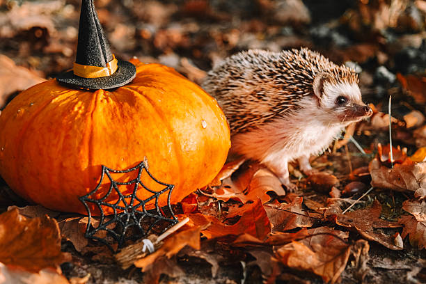 istock Hedgehog with Halloween Pumpkin and Witch Hat 2229418053