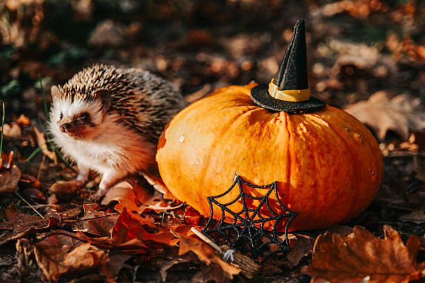 istock Hedgehog with Pumpkin and Halloween Decoration 2229418057