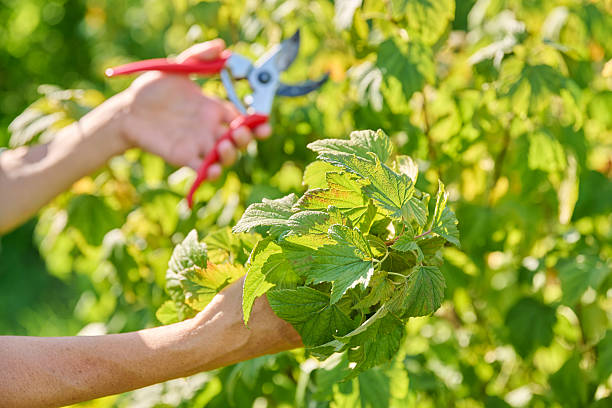 istock Female gardener with pruning shears pruning blackcurrant bush in garden 2229418729
